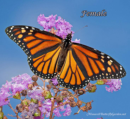Female Monarch