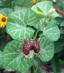 Dutchman's Pipe