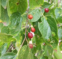 Hackberry