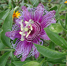 Purple Passion Vine